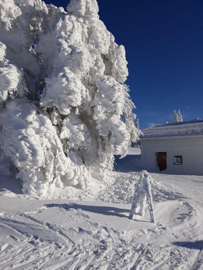 Apartment Almberg Mitterfirmiansreut Esterno foto